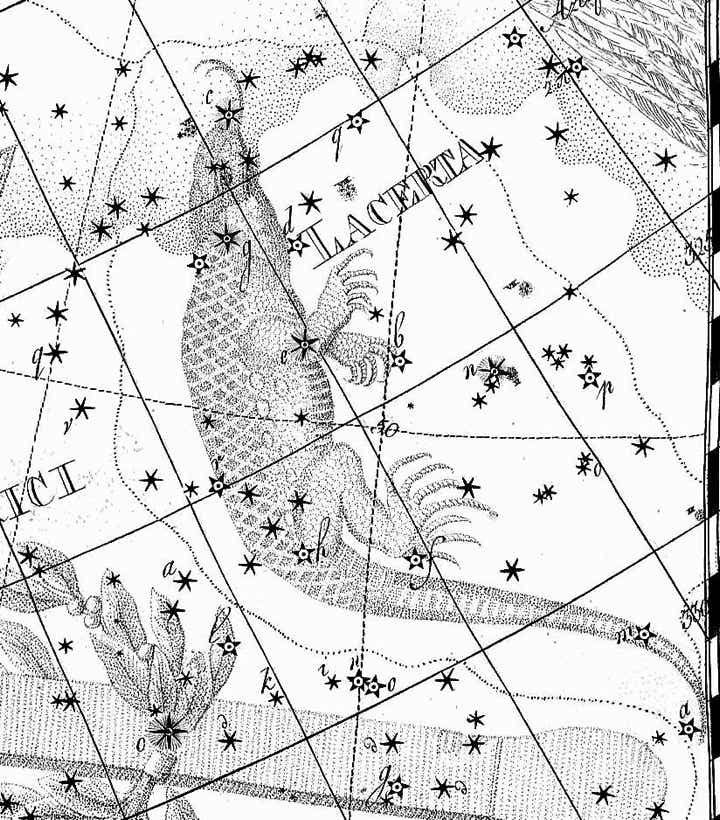 Lacerta on Bode's Uranographia