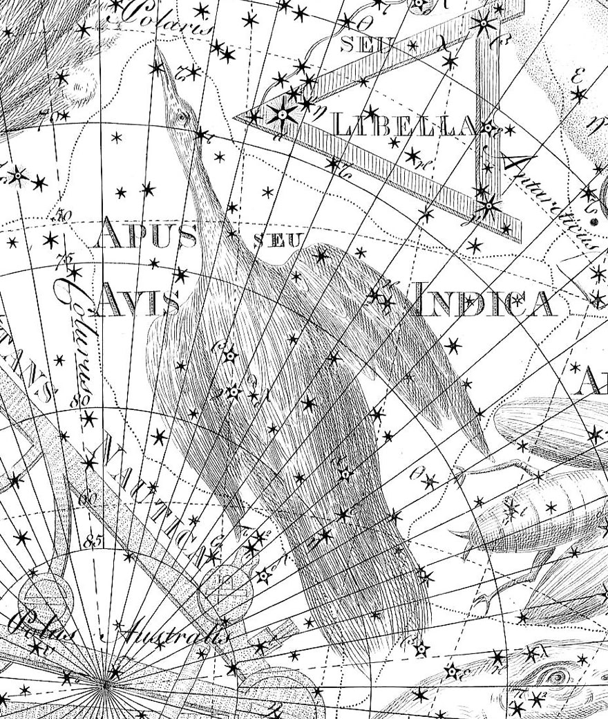 Apus on  Bode's Uranographia