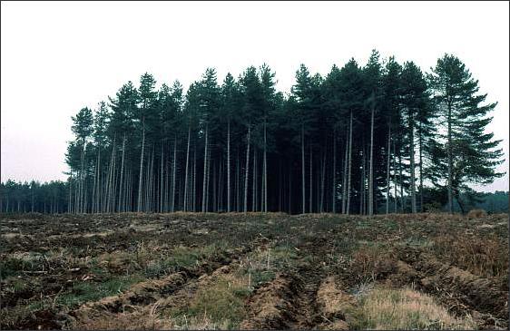 forestedge.JPG