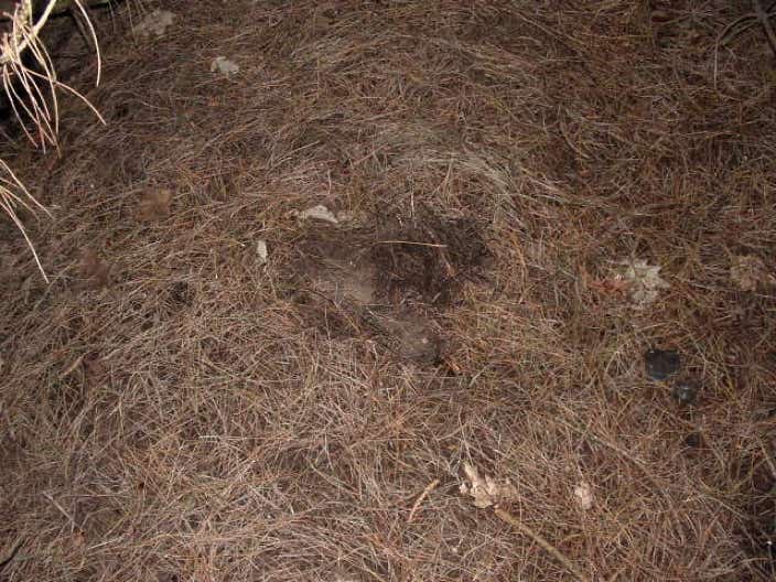 Rabbit scrapings in Rendlesham Forest look like landing marks